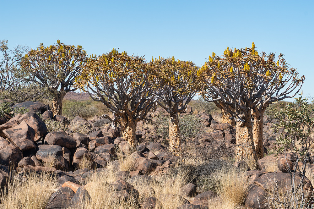 Forest, namibian style