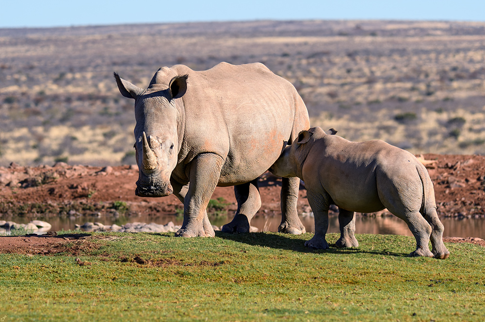 Rhino Garantie