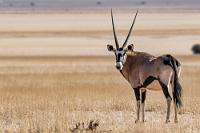 Abwehrbereit  Auf der Fahrt zurück zur D707 grasen große Herden der wunderschönen Oryxantilopen auf den Steppen neben dem Feldweg. Endlich gelingt es mir auch einmal, ein qualitativ befriedigendes Foto eines nahe stehenden Tieres zu schießen. Beide Geschlechter sind gleichermaßen mit den langen, symmetrischen Hörnern ausgestattet, die eine gefährliche Verteidigungswaffe darstellen bei der Abwehr von Raubtieren und Wilderern.   (South african) Oryx  (Oryx gazella)  Oryx Antilope, Spießbock oder Gemsbock