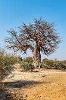 Dickstammgewächs  Ist zwar nicht der berühmte Giant Baobab, in seiner Mächtigkeit aber auch schon ganz schön beeindruckend. Von solchen Kalibern wachsen hier einige!    African Baobab or Monkey-bread Tree  (Adansonia digitata)  Afrikanischer Affenbrotbaum od. Afrikanischer Baobab