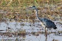 Die graue Eminenz  Der storchengroße Graureiher ist auch in Afrika ein ganzjähriger Standvogel. Da die Sumpfniederungen des Okavango in jeder Hinsicht auch seinen Habitatsvorlieben entsprechen, ist es nicht überraschend, auch hier Graureiher anzutreffen.   Grey Heron  (Ardea c. cinerea)  Graureiher