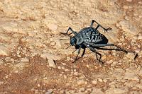 Dune Buggy  Unter den meist einheitlich schwarzen Onymacris-Arten der Namib sticht Rugatipennis durch seine hübsche Zeichnung hervor. Die ca. 2 cm großen, langbeinigen Käfer graben sich bei Gefahr in Sekundenschnelle in den lockeren Wüstenboden ein. Dieser hier lief panisch davon – wahrscheinlich verhinderte die felsige Beschaffenheit des Bodens sein schnelles Verschwinden.  Der Käfer ernährt sich von winzigen, herbeigewehten Pflanzenbestandteilen und Wasser gewinnt er, indem er sich in den vom Atlantik heranziehenden Nebelschwaden auf den Hinterbeinen nach oben stemmt, um den sich absetzenden Tau mit dem Hinterleib einzufangen.   Namib Desert Beetle, Waxy Toktokkie, Namibian Dune Buggy or Fog Basking Beetle  (Onymacris rugatipennis)  Nebeltrinker-Käfer