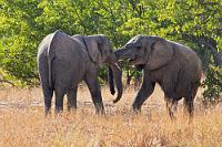 Eine freundliche Kabbelei  In Namibia soll der Bestand der Wüstenelefanten nur noch 80 - 150 Tiere umfassen. Umso glücklicher können wir uns schätzen, heute eine vergleichsweise große Anzahl dieser Tiere hier in ihrem Alltag beobachten zu können. Erst, als wir später auf unserer Reise auch ihren Verwandten, den Steppenelefanten, begegnen, werden uns die in kargeren Lebensbedingungen begründeten Unterschiede zwischen den Populationen klar, denn diese Elefanten sind nicht so massig, haben schlankere Beine mit etwas größeren Fußflächen. Dass sie sich bei einer völlig anderen Umwelt und unterschiedlichen (Über-)Lebensbedingungen auch verhaltensmäßig von ihren Vettern unterscheiden, können wir zwar nicht beobachten, es scheint uns aber absolut nachvollziehbar.   Desert Elephant  (Loxodonta africana)  Wüstenelefant