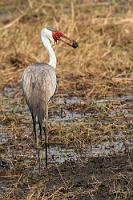 Feinschmecker  Wir kehren an das sumpfige, mit Schilf bewachsene Überschwemmungsgebiet des Okavango zurück. Gerade rechtzeitig, um dem Klunkerkranich beim Verzehr einer Wasserpflanzenwurzelknolle – seiner Leib- und Magenspeise – zusehen zu können.    Wattled Crane  (Bugeranus carunculatus)  Klunkerkranich