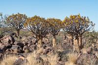 Forest, namibian style  Die 'Rinde' der Köcherbäume verleiht den Pflanzen ein ungewöhnliches Aussehen und erinnert uns an die hauchdünnen Rindenschichten der Polylepis Papierbäume des südamerikanischen Páramo. Ihren Namen verdanken die Köcherbäume den einheimischen San, die aus den rohrähnlichen Ästen der bis zu zweihundert Jahre alt werdenden Pflanzen Köcher für ihre Pfeile geschnitzt haben.    Quiver Tree or Kokerboom  (Aloidendron dichotomum, Syn.: Aloe dichotoma)  Köcherbaum