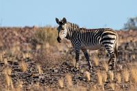 Gestreifte Rarität  Die Weiterfahrt auf der gut befestigten Sandpiste geht zügig voran und wir erreichen die Abzweigung Richtung Hobas. Der Zustand der D601 ist auch nicht schlechter, die umliegende Landschaft des Gondwana Nature Parks wird aber merklich abwechslungsreicher. Herden von Oryx Antilopen weiden in einiger Entfernung, zwei Giraffen zupfen unweit der Straße Blätter von den oberen Ästen der Akazien und wir sehen unsere ersten Zebras. Ein erwachsenes Tier samt halbwüchsigem Fohlen trottet in der Ferne durch die Steppe und erst der Blick durch das ganz ausgefahrene Zoomobjektiv offenbart uns, dass wir es hier mit den seltenen Bergzebras zu tun haben.    Hartmann's Mountain Zebra  (Equus zebra hartmannae)  Hartmann-Bergzebra