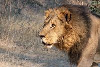 "Kann man die essen?"  Unser Frühstück zumindest ist vorbei, wir brechen auf und fahren in den Busch zurück. Leise erschallt aus der Ferne ein dumpfes Grollen, welches von Pius umgehend als Löwengebrüll identifiziert wird. Löwen??? Wir sind sofort elektrifiziert, denn diese waren uns bisher leider nicht über den Weg gelaufen.  Unsere französischen Mitreisenden zeigen sich hingegen abgeklärter. Erst kurz zuvor aus Botswana nach Namibia gekommen, hatten sie dort auf Safaris schon reichlich Bekanntschaft mit Löwen gemacht.    Lion  (Panthera leo)  male Löwe
