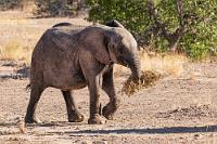 "Mein Frühstück!"  Kein Mensch weiß genau, was diese Elefanten, die genetisch identisch mit den etwas größeren Steppenelefanten sind, in die Wüste getrieben hat und was sie hier hält. Elefanten lieben Wasser und brauchen viel Nahrung – beides ist rar in dieser Landschaft. Die nur kleinen Herden legen deshalb auch viel größere Strecken zurück, um sowohl genügend Nahrung zu finden, als auch nie weiter als 3-4 Tage von der nächsten Quelle oder dem nächsten Wasserloch entfernt zu sein. Zudem scheinen die Tiere einen sechsten Sinn zu besitzen, der ihnen anzeigt, an welchen Stellen sie mit nachhaltigem Scharren im Sand auf Grundwasser stoßen können.   Desert Elephant  (Loxodonta africana)  Wüstenelefant