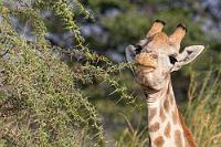 Mit Zungenspitzengefühl  Die zarten Blätter der Kameldornakazie – im Englischen auch "Giraffe Thorn" – stellen für Giraffen eine wichtige Nahrungsquelle dar, deren frischeste Exemplare sie bei einer Körpergröße von bis zu 6 m spielend erreichen. Fühlt man sich beim Zusehen schon fast selber von den kräftigen Dornen der Akazie gepiekst, gelingt es der Giraffe dank flexibler Lippen und einer mit 45 cm sehr langen, beweglichen Zunge offensichtlich, die Blätter an den Dornen vorbei quasi abzulutschen.   Angolan giraffe  (Giraffa camelopardalis angolensis)  male Angolagiraffe