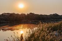 Morgendunst am Okavango  Während am nächsten Morgen noch zarte Morgennebel über dem Fluß schweben, sind wir schon wieder auf der B8 zum 250 km entfernten Divundu. Damit befinden wir uns zwar immer noch im westlichen Teil des noch ein ganzes Stück weiter nach Osten führenden Landzipfels, leider erlaubt uns unsere Urlaubszeit aber kein noch weiteres Vordringen auf dem sattgrünen, artenreichen Landstrich.  Auch die menschliche Besiedlung hat in dieser fruchtbaren Umwelt sichtbar zugenommen. Nicht nur in den Kleinstädten, auch in den Straßendörfern, die sich als ununterbrochene Abfolge von Wellblechsiedlungen links und rechts der Fahrbahn manifestieren, sieht man erstmals eine nennenswerte Anzahl der Einwohner, die ihren Alltagsgeschäften an Kunstgewerbeständen, in kleinen Werkstätten, auf Ochsenkarren oder in Kleinwagen nachgehen.