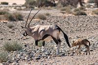 Noch ganz feucht hinter den Ohren  Vor uns überquert eine Oryxkuh die Straße. Im Schlepptau stolpert ein Kalb hinter ihr her, welches maximal ein paar Tage alt sein kann. Wenn man genau hinschaut, erkennt man sogar noch ein Stückchen Nabelschnur am Bauch des Kalbes.   (South african) Oryx  (Oryx gazella)  Oryx Antilope, Spießbock oder Gemsbock