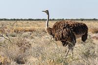 "...nun, ähh..."  Sie verfolgt gebannt sein beeindruckendes Imponiergehabe mit den abgespreizten Flügeln und dem aufgestellten Schwanz. Wäre interessant zu erfahren, ob sie ihn erhört hat, oder nicht...?  Wir fahren noch weiter bis Rietfontein, einem Wasserloch mit zentraler Insel, an dem es zwar viele Enten und Gänse gibt, die aber leider zu weit entfernt für gute Aufnahmen sind.   Common Ostrich  (Struthio camelus)  female Strauß