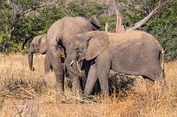 Rein und raus  Schon vor der Sichtung der ersten Elefanten hatte uns Phillip, der Guide, bei einem kurzen Stop mit dem Entzünden  des überall herumliegenden, trockenen Elefantendungs anschaulich demonstriert, wie  durch Einatmen des scharfen Rauchs in der Stammesmedizin Atemwegskrankheiten therapiert würden. Erst die unvollständige Verdauung der hartfaserigen Pflanzen durch die Elefanten – deren Verzehr nebst Ausscheidung sich hier in einem Bild trefflich vereint – schließt die wirksamen Alkaloide so auf, dass sie durch Verbrennung freigesetzt werden können.   Desert Elephant  (Loxodonta africana)  Wüstenelefant