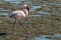 Schlammtreter  Nach weiteren 40 Kilometern erreichen wir Walvisbay, eine niederländisch geprägte, ehemalige Enklave Südafrikas. Mit 52000 Einwohnern die zweitgrößte Stadt Namibias, empfängt uns die von hohen weißen Dünen umgebene Stadt mit dem sehr industriell geprägten Erscheinungsbild des von hohen Kränen dominierten einzigen Tiefseehafens Namibias.    Lesser Flamingo  (Phoeniconaias minor, Syn.: Phoenicopterus minor)  Zwergflamingo