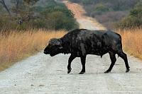 Schwarzwild  Es ist noch dunkel, als wir erneut die Brücke über den Okavango queren und der Straße entlang des Flusses bis zur Rangerstation mit dem Tor zum "Buffalo Park" folgen. Dieser nördliche Teil des "Bwabwata National Park" macht seinem Namen alle Ehre, denn eine Herde seiner Namenspatrone erwartet uns bereits in der Dämmerung am Rande der Zufahrt.    Cape Buffalo  (Syncerus caffer caffer)  Kaffernbüffel, Schwarzbüffel od. Afrikanischer Büffel