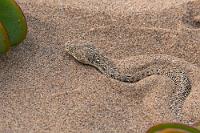 Sidewinder  Von Ernst mit einem Metallhaken aus ihrem Bett gehoben, bleibt die unangenehm (aber nicht tödlich!) giftige Schlange nur Momente auf dem Sand liegen, bis sie sich mittels sparsamen, 'seitenwinden' genannten Bewegungen wieder einzugraben beginnt. Wenige Minuten später verrät nur noch eine leichte Sandkräuselung ihren Ruheort.  Die Puffotter ernährt sich von Wüsteneidechsen, kleinen Geckos und mitunter auch Nagern. Ihren Wasserbedarf deckt sie hauptsächlich über die Nahrung, sie weiß aber auch den Tau zu nutzen, der aus dem Nebel auf ihren Schuppen kondensiert.    Sidewinder Snake, Sidewinder Adder  (Bitis peringueyi)  Zwergpuffotter, Namibviper od. Peringuey-Wüstenotter