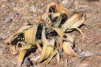 Überlebenskünstler  Die spannendste Safari hat einmal ein Ende und so starten wir zur Rückfahrt,  unterbrechen aber die Tour bei mittlerweile freundlichen Mittagstemperaturen für eine Pinkelpause und anschließendem Nachtanken mit Cola und Brause auf einem kleinen Hügel, der von dem Jeep erklommen werden kann.  Hier wächst mit der endemischen Welwitschie auch eine der bemerkenswertesten Pflanzen der Welt. Einer 110 Mill. Jahre alten Art entstammend, sind die durchschnittlichen Exemplare dieser Pflanze bis zu 600 Jahre alt, das Alter der größten aufgefundenen Vertreter wird auf 2000 Jahre geschätzt. Neben einem kurzen Stamm, dem lediglich zwei Laubblätter entsprießen, ist es eine tiefreichende Pfahlwurzel, die die Pflanze am Leben erhält.   Welwitschia  (Welwitschia mirabilis)  male Welwitschie