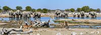 Und wo ist der Kiebitz?  Während große Elefanten das Wasser mit ihrem Rüssel aufsaugen und es sich anschließend entweder ins Maul oder über den Körper spritzen, sind Babyelefanten im Gebrauch des Rüssels noch etwas ungeschickt und wissen ihn noch nicht zielgerichtet einzusetzen. Sie tauchen deshalb meist bis zur Maulunterkante in das Wasser ein, um direkt zu trinken.  Entsetzen lösten 2022 Berichte aus, dass Namibia 22 Elefanten an einen Tierpark in Dakar verkauft hätte. Angeblich zunehmende Trockenperioden (die nachweislich nicht häufiger auftraten als in den letzten Jahrhunderten!) und der daraus resultierende Kampf um Lebensraum zwischen dramatisch anwachsenden Elefantenbeständen und einer stagnierenden Bevölkerung würden unabdingbar zu solchen 'Ausdünnungen' der Bestände zwingen!   African Bush Elephant   (Loxodonta africana)  Afrikanischer (Steppen)Elefant Black-faced Impala  (Aepyceros petersi)  Schwarznasenimpala
