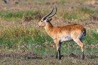 Unerwartete Rarität  Auf den ersten Blick hatte ich zu Hause bei der Sichtung unseres Bildmaterials über dieses Foto hinweggeblättert – nur eine weitere Impala Antilope...  Erst Maren merkte dann: "Die sieht anders aus!". Und in der Tat, kein Impala, sondern eine Wasserbockart, die nur ein relativ kleines Verbreitungsgebiet in Zentralafrika bevölkert. Mit geschätzten 30000 Tieren im Okavango Delta soll die Rote Lechwe noch die kopfstärkste der vier Unterarten sein; hier im Caprivizipfel ist sie jedoch ein echter Hingucker - wenn man sie denn erkennt :-).      Red Lechwe  (Kobus leche leche)  male Rote Lechwe (Antilope)
