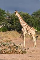 Von oben herab  Wir durchfahren eine karg bewachsene Steppe und erreichen ein breites trockenes Flußtal, dem der Jeep jetzt folgt. Eine Kuhantilope steht zu weit entfernt für ein Foto, die von der Morgensonne bestrahlte Giraffe posiert aber völlig entspannt.   Angolan giraffe  (Giraffa camelopardalis angolensis)  male Angolagiraffe