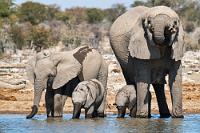 Wasserstandsanzeiger  Wir bleiben auf der schmalen Parallelstraße zur C38, die vom Halali Camp an weiteren Wasserlöchern vorbei führt. Die dem Camp nächstgelegenen entpuppen sich als knochentrocken – auch die als "Helios" bezeichnete Tränke unterhalb eines Hügels, auf dem deutsche Kolonialtruppen einen "Heliographen" betrieben, mit dem der Kontakt zu den Soldaten in Fort Namutoni aufrecht erhalten wurde.    African Bush Elephant   (Loxodonta africana)  Afrikanischer (Steppen)Elefant