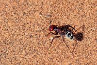 Wüstenkrabbler  Größere Säugetiere können in der Sandwüste nicht überleben. In den angrenzenden Randbereichen sieht man noch Oryxantilopen, einzelne Zebras, Schabrackenschakale oder auch Paviane, die reinen Sandflächen der inneren Wüste sind aber fast nur noch von Insekten und Vögeln bewohnt. Wobei man sich fragt, wovon selbst die winzige Wüstenameise eigentlich lebt?   Namib Desert Dune Ant  (Camponotus detritus)  Namibische Wüstenameise