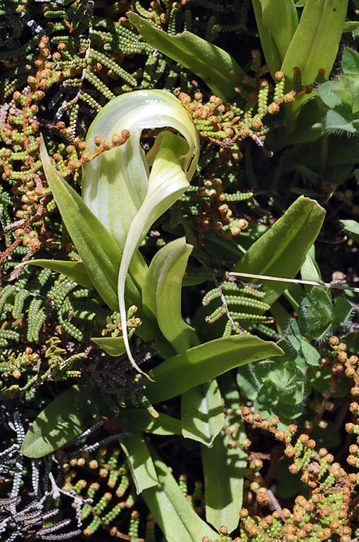 Green-hooded orchid
