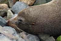 Ab wieviel Bauchspeck wird ein Steinbett bequem?  New Zealand Fur Seal  (Arctocephalus forsteri)  am Fuß des Taiaroa Head Felsens, Otago Peninsula : otago peninsula,taiaroa head,pelzrobbe,fur seal,arctocephalus forsteri