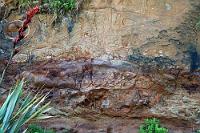 Bubbles  Überall in Neuseeland wird man unübersehbar auf die vulkanische Geschichte der beiden Inseln hingewiesen. Dieser Uferhang an der Curio Bay offenbart wie ein Tomografieschnitt, welche geologischen Prozesse für die Ablagerung einer ehedem heißen, brodelnden Schlammschicht verantwortlich waren. Ein (erdgeschichtliches) Stockwerk darunter liegen dann auch die von dieser konservierenden Schicht bedeckten und mittlerweile wieder vom Wasser freigespülten versteinerten Baumstämme des 'Petrified Forest'. : curio bay, petrified forrest