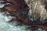 Definitiv KEIN Badestrand!  Mal was anderes: Taiaroa Head an der Spitze von Otago Peninsula nicht auf den Kopf, sondern auf den Fuß geschaut. Überraschend farbig zeigt sich der zerklüftete Fels mit dem anhaftenden Kelp an der umgischteten Wasserlinie. : otago peninsula,taiaroa head