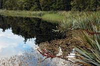 Der berühmteste See Neuseelands  Na... welcher ist gemeint? Das sieht man doch! Dieses Ufer gibt's nur einmal (der New Zealand Flax  (Phormium tenax + Phormium colensoi)  wächst allerdings überall), dieses Wasser mit seiner unvergleichlichen Spiegelung ist einzigartig. Eingebettet in urwüchsigen Dschungel aus dem die glockenhellen Laute der Bellbirds und Tuis erschallen. Da kann es doch nur einen geben!   War doch gar nicht so schwierig, oder? : westland, west coast, tasman sea, weheka, fox river road, lake matheson,new zealand flax, phormium tenax,phormium colensoi