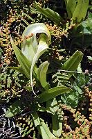 Green-hooded orchid   (Pterostylis sp.)   Eine seltene endemische Orchidee, die Maren beim Aufstieg an der Nordflanke des Tongariro dicht neben dem Weg im niederen Unterholz entdeckte und natürlich sofort fotografisch festhielt. Trotz der Unscheinbarkeit der Blüte (oder vielleicht gerade deswegen...?) bewegen uns Glücksgefühle, wieder einmal etwas nicht Alltägliches entdeckt zu haben. : tongariro national park, ohakune, ngauruhoe, ruapehu, emerald, north crater, red crater, green-hooded orchid, pterostylis