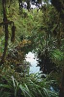 New Zealand Jungle  Auwald in der Uferregion des Lake Matheson – Epiphyten, Moose und Flechten im Überfluß : westland, west coast, tasman sea, weheka, fox river road, lake matheson