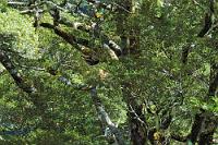 (nicht ganz ernst gemeintes) Suchbild  In diesem Bild haben wir einen kopfüber hängenden Kaka  (Nestor meridionalis)  in seinem natürlichen Biotop versteckt. Wer ihn findet, hat aber außer der Genugtuung leider nicht wirklich was gewonnen :o)  Wie immer, lag das Tele auch bei diesem Spaziergang am Lake Waikaremoana warm und trocken im Auto... : te urewera national park, lake waikaremoana, rotorua, toetoe grass, aniwaniwa falls, kaka, nestor meridionalis