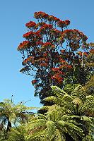 Northern Rata  Die Northern Rata  (Metrosideros robusta)  ist ein Gewächs aus der Myrten-Familie, kann bis zu 30 m hoch werden und einen Stamm mit bis zu 2 m Durchmesser ausbilden. Der Sämling keimt in den hohen Ästen anderer Bäume. Von dort schlängeln sich seine Wurzeln den Wirtstamm entlang gen Boden. Später wachsen die Wurzeln zu einem unregelmäßigen Stamm zusammen, der häufig den Wirtsbaum überlebt. Die Bäume sind überall auf der Nordinsel und im (Nord-)Westen der Südinsel verbreitet, und fallen während der Blütezeit von November-Januar wegen ihrer leuchtend roten Blütenstände inmitten des sie umgebenden Grüns sofort auf. Diese Aufnahme entstand in der Nähe von Karamea. : west coast, karamea, northern rata, manapouri, metrosideros robusta, oparara river, kahurangi