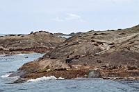 Philosophenhügel  Als natürliche Grenze zur Tasman Sea liegen hingestreut ein paar kleine Felsinseln in der Mündung des Doubtfulsounds. Die rundgewaschenen Felsen sind zu jeder Zeit mit einer Unmenge von Seals bevölkert, die in ihrer behäbigen Ruhe sehr wahrscheinlich tiefschürfend über die Probleme der Welt nachsinnen. : lake manapouri, doubtful sound, fiordland
