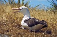 royal-albatross.jpg