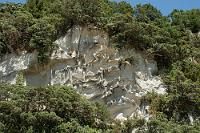 Wandschmuck  Wie die auffallenden, allein stehenden Sandsteinfelsen der Coromandel Halbinsel besteht auch die Steilküste vornehmlich aus Sandstein. Diese Wände wurden ebenfalls auf eine Art und Weise erodiert, die mindestens genauso faszinierend ist, wie die anderen Strukturen an diesem Strand. : coromandel peninsula, waikato, hahei, mercury bay, limestone, te whanganui-a-hei, cathedral cove, mare's leg cove