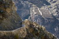 Ausgeklügelte Vorratshaltung  Etwas weiter nördlich der eben gezeigten Ruinen sind diese gut erhaltenen "Qolquas" an den Hang des Occobamba-Tales 'geklebt'. Umrahmt werden auch sie von kleinen Terrassen, die aber in Größe und Ausdehnung nicht mit den diesseitigen vergleichbar sind.