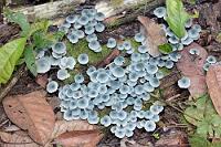 Blauschimmel  Sind natürlich keine Blauschimmel-Pilze! Das Aussehen dieser hübschen, für Laien unidentifizierbaren Baumpilzchen provoziert diesen Namen aber geradezu.  Späte Identifizierung: Genus names: Coincaps  (Clitocybula azurea)  Familie: Schwindlingsverwandte
