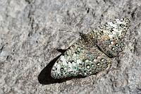 Dezent Graubunt auf Grau  Einer der zahlreichen Schmetterlinge aus der  Gattung  Hamadryas  , die in der neuen Welt leben. Dieser hier soll zwar weit verbreitet sein in den subtropischen Gebieten Nord-, Mittel- und Südamerikas, aber nur in Höhen bis 1200 m. Unser Exemplar muß dem Flußlauf in die Berge gefolgt sein, denn er flatterte mir auf 2400 m vor die Linse.   Gray Cracker  (Hamadryas februa februa)  Grauer Mosaikfalter