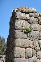 Fugenfüller  Während in die Mauerspalten der größeren und wichtigeren Inka-Heiligtümer beim besten Willen keine Rasierklinge zwischen die behauenen Steine paßt, ist man bei den sekundären Bauten offensichtlich nicht ganz so pingelig gewesen. Hier hat's sogar ein Blümelein geschafft, seine Wurzeln in die Fugen zu quetschen.