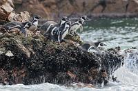 Kältefans  Die auf dem 14ten südlichen Breitengrad liegenden Islas Ballestas sind dem Äquator zwar relativ nah, inmitten des an der Küste nach Norden fließenden arktischen Humboldtstromes aber einem kühlen Klima ausgesetzt, in welchem sich die Humboldt-Pinguine pudelwohl fühlen.   Humboldt Penguin or Peruvian Penguin  (Spheniscus humboldti)  Humboldt-Pinguin
