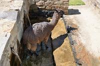 Keinerlei Ehrfurcht  Völlig unheilig und respektlos verrichtete dieses Lama sein 'kleines Geschäft' in diesem heiligen Brunnen der Inkas. Außerdem kühlt es sich schön die Schwielensohlen...