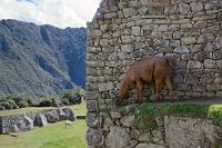 Machu Picchu #18  Eigentlich kommen Lamas auf Höhen von ~2300 m gar nicht vor. Sie sind in Machu Picchu – mit eigener Registrierungsmarke im Ohr – als Rasenmäher eingesetzt und verrichten ihre Arbeit sehr gewissenhaft, denn hier wird noch der letzte Halm aus den Mauerritzen gepult.