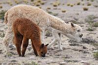 Mollig verpackt  Auch wenn hier oben kaum je ein Einheimischer auszumachen ist, dürften zumindest einige Lama- und Alpakazüchter in verstreuten Höfen und Ansiedlungen leben, denn herrenlos sind – im Gegensatz zu den ebenfalls hier anzutreffenden Vicuñas – die frei und scheinbar unbeaufsichtigt grasenden Alpakas garantiert nicht. Mit bis zu 3,5 Mio. Tieren verfügt Peru über 80% des weltweiten Bestandes dieser liebenswerten Wollproduzenten.    Alpaka  (Vicugna pacos)