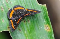 Wegschmuck  Ein eher unscheinbarer kleiner Schmetterling, der uns auf Dschungelpfaden begegnet und nicht immer nur auf Blüten anzutreffen ist.   Meneria Metalmark  (Amarynthis meneria)