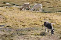 Weidegemeinschaft  Nicht nur Alpakas und Esel bilden eine Gemeinschaft in der  Puna -Ökoregion, wenn sie sich über die  Puna -Vegetation hermachen, die hauptsächlcih aus  Puna -Gras besteht – auch die Aymara und Quechua sind sich sprachlich einig, weil in beiden Sprachen  'Puna'  das oberhalb 4000 m dominierende  'hohe Land'  bezeichnet.  Wobei die beiden Volksgruppen keinesfalls mit den genannten Tieren korreliert werden sollten ;o)