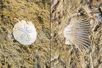 Fossilien  Eingebettet in die karstigen Kalkfelsen der Küste, ständiger Erosion durch Wind und Wasser ausgesetzt, finden sich neben Korallenresten häufig  Muschelfossilien wie die Kammmuschel rechts im Bild, oder schön gezeichnete Echinoide archaischer Stachelhäuter.