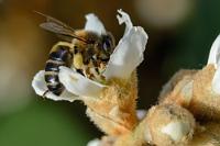Italienische Gastarbeiterin  Mouchão-Biene bei der Wildhonig-Produktion.   Sicilian Honey Bee  (Apis mellifera siciliana)  Sizilianische Biene